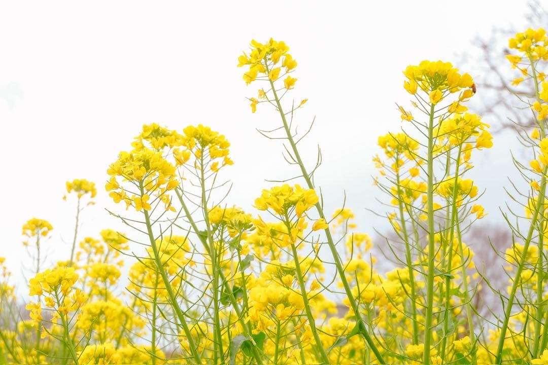 FUJIFILM ミラーレス一眼カメラ X-M1 16-50mm レンズキット