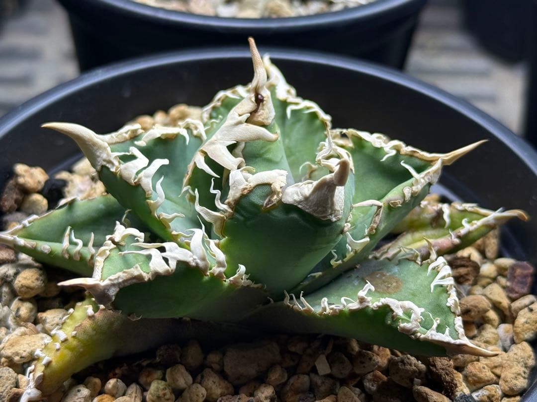 アガベ オテロイ　台湾ゴジラ