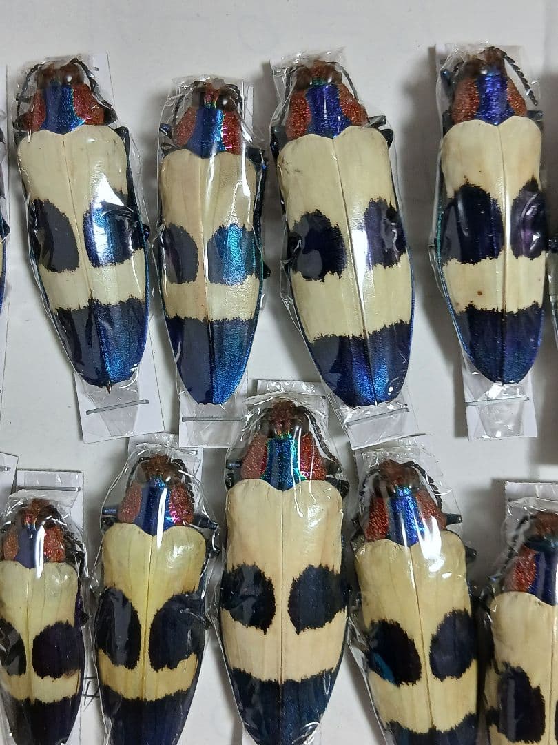 海外標本｜タマムシ科 甲虫標本（昆虫標本）