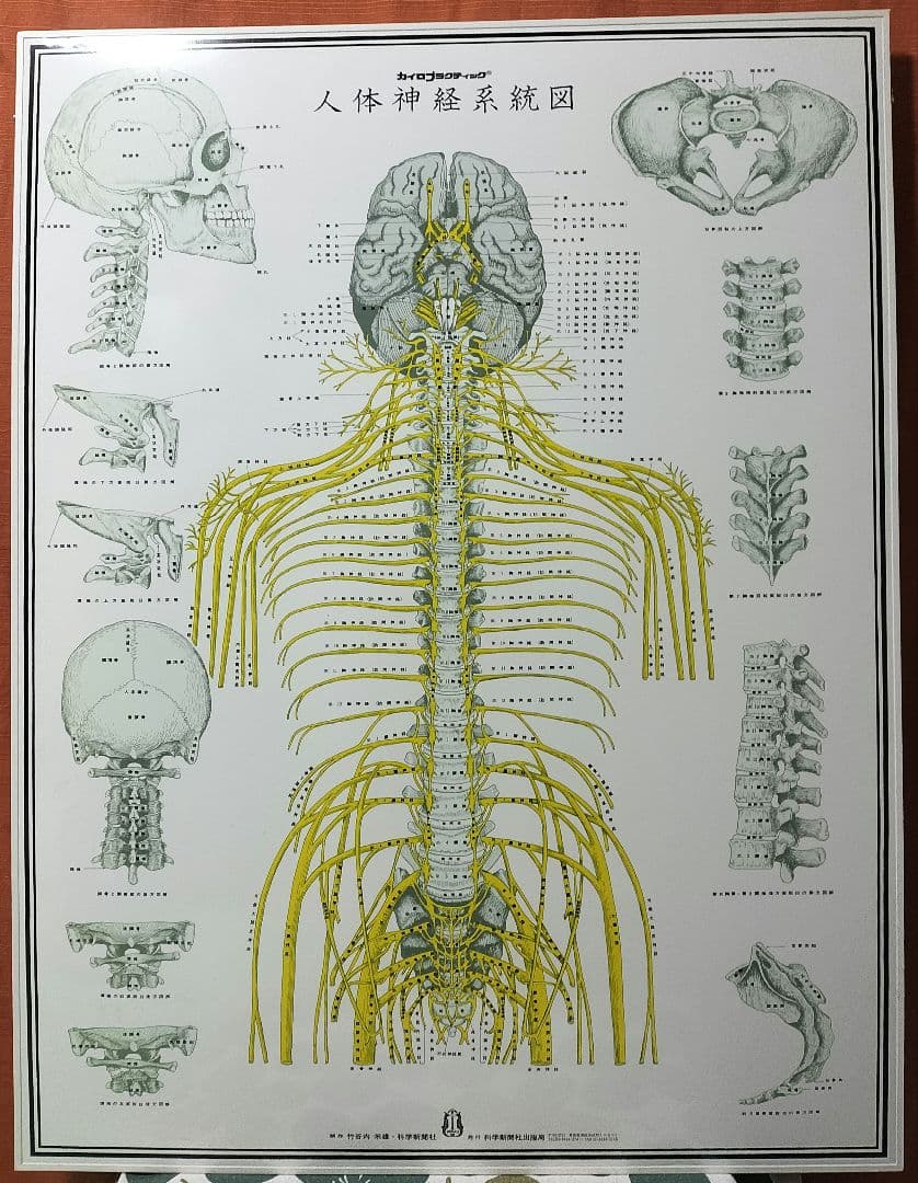 人体神経系統図 パネル３枚と整体幕