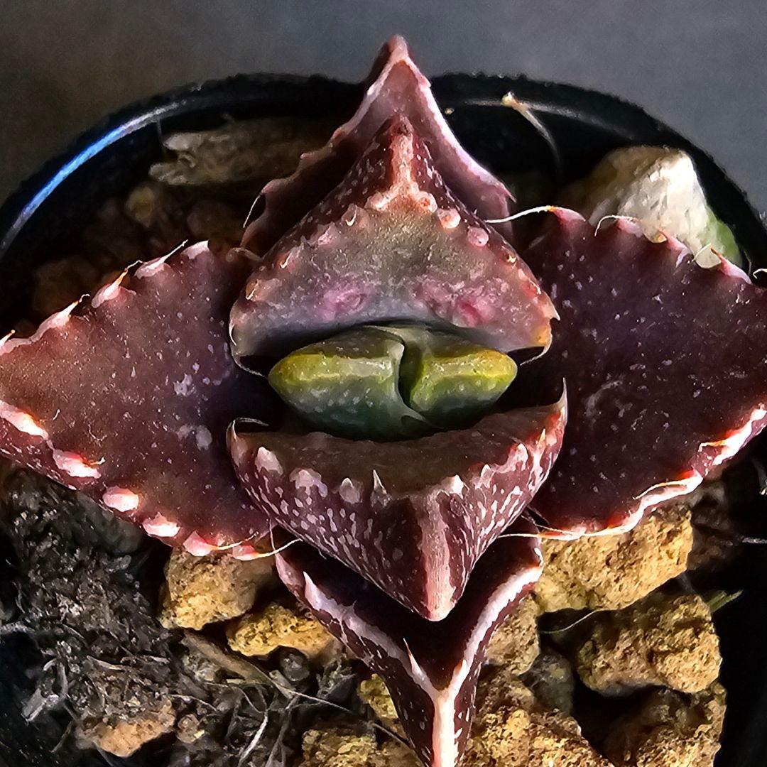 多肉植物 フォーカリア 魔獣の肉×紅蓮地獄(実生苗です)