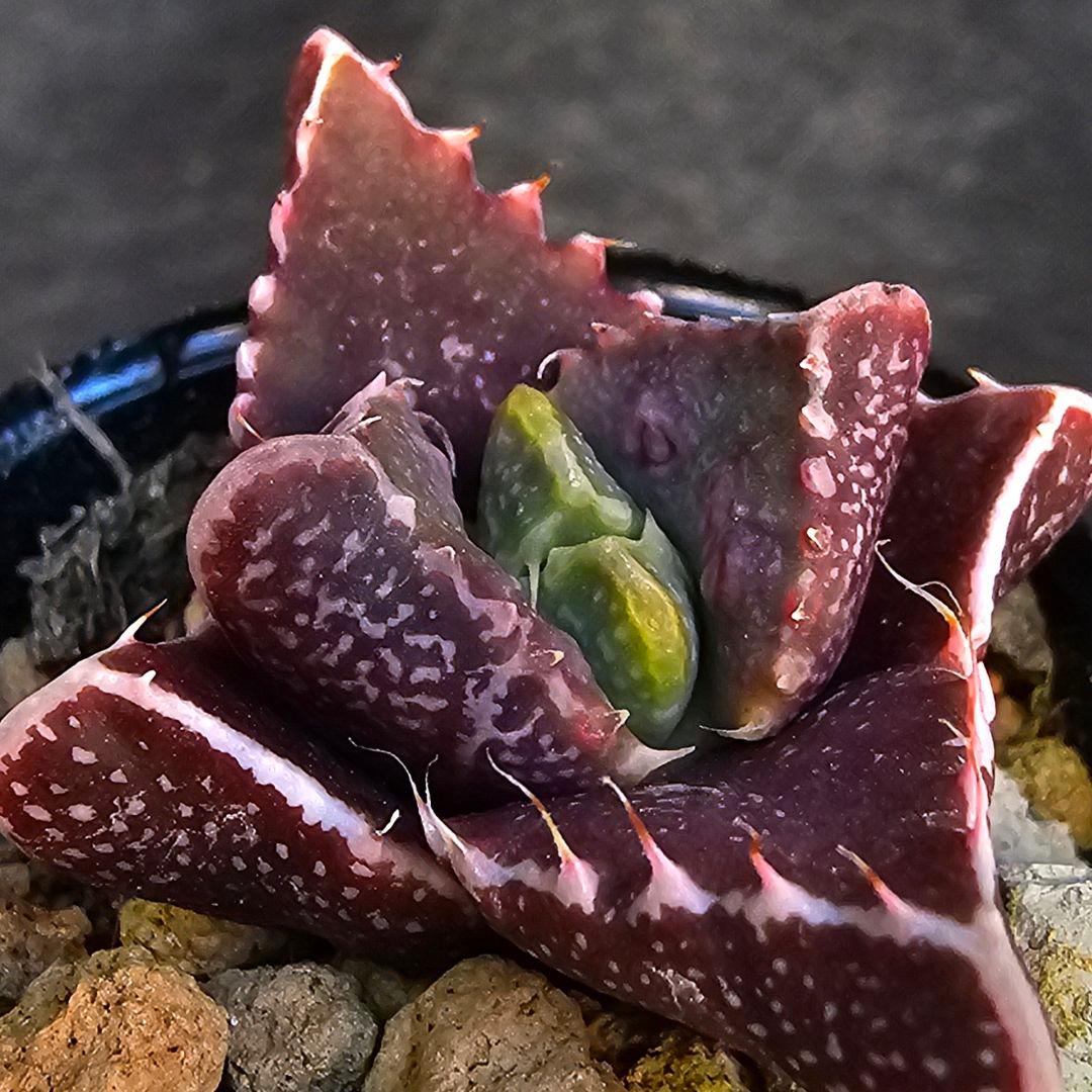 多肉植物 フォーカリア 魔獣の肉×紅蓮地獄(実生苗です)