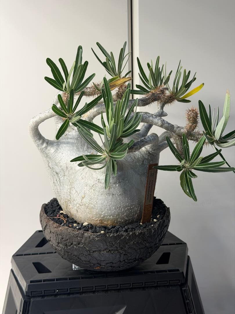 むむむさん　専用