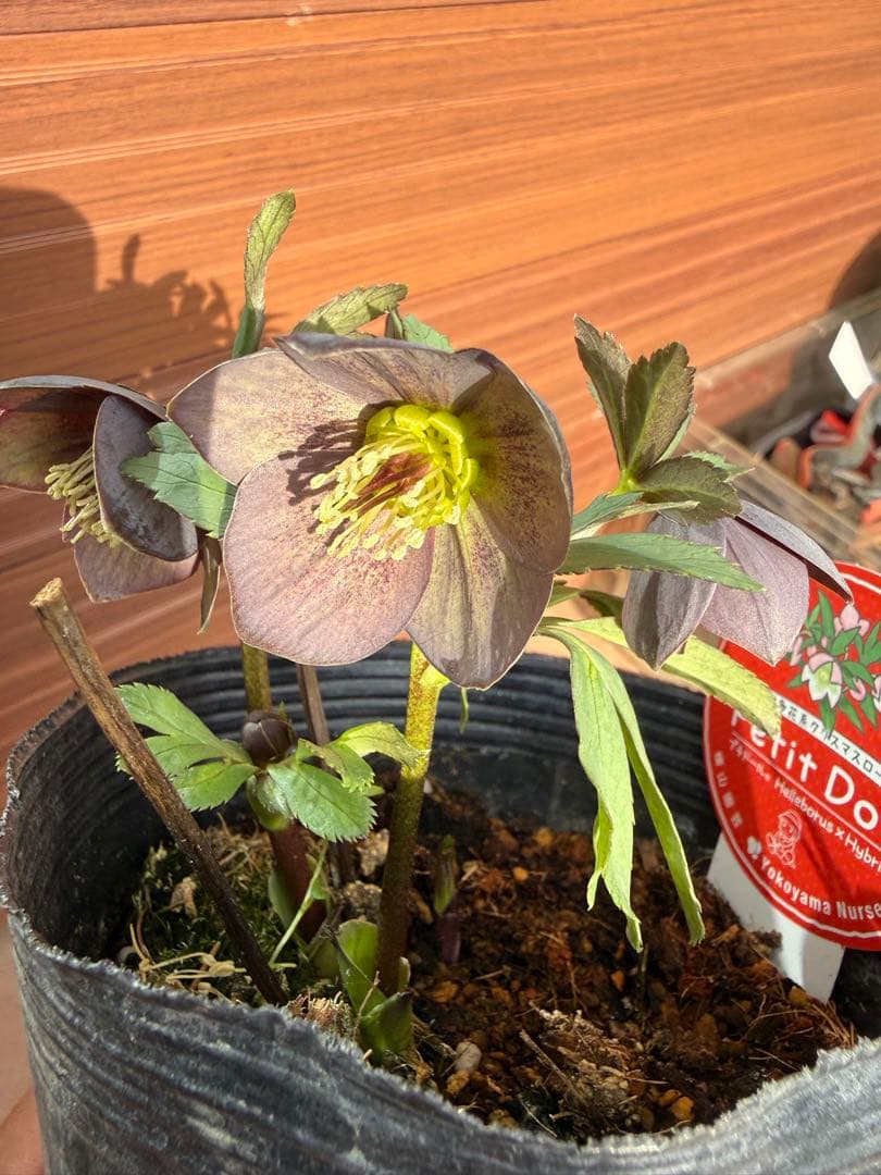 【未株分】横山園芸 クリスマスローズ プチドールシリーズ 原種系 ブルーグレー