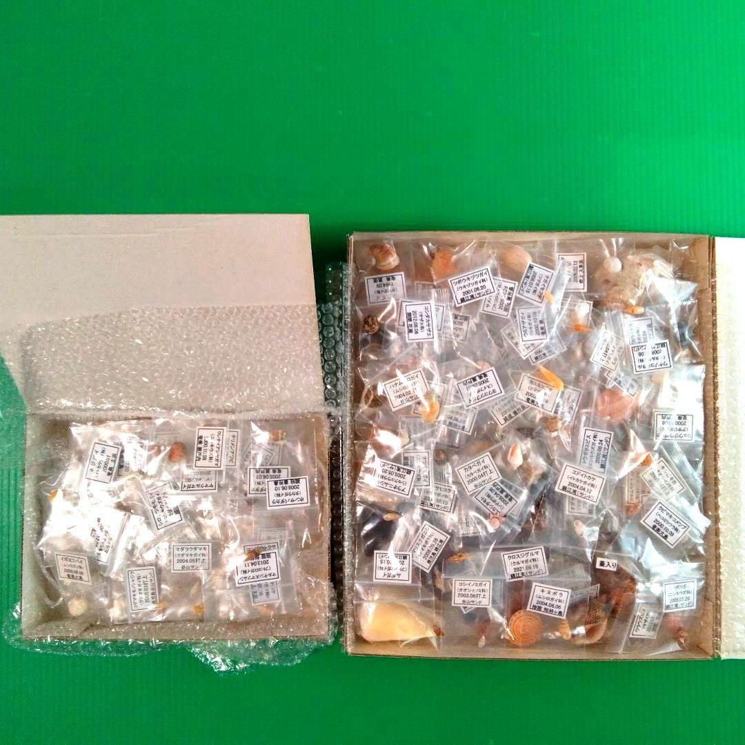 【ライム】貝殻約２２０種類と標本箱４個
