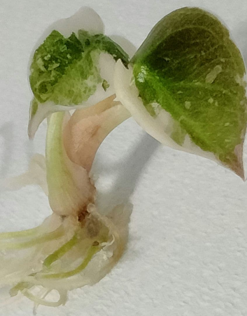 その他観葉植物 Alocasia Cuprea Pink variegated (lumpy)