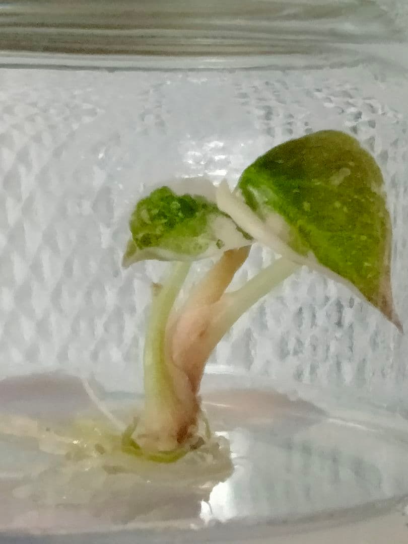 その他観葉植物 Alocasia Cuprea Pink variegated (lumpy)