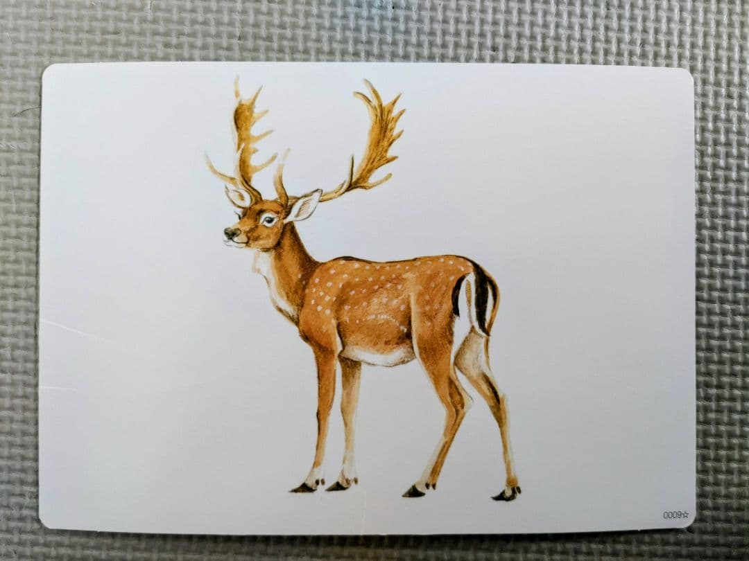 七田式　かな絵ちゃん AB 1200枚　フラッシュ名人付き