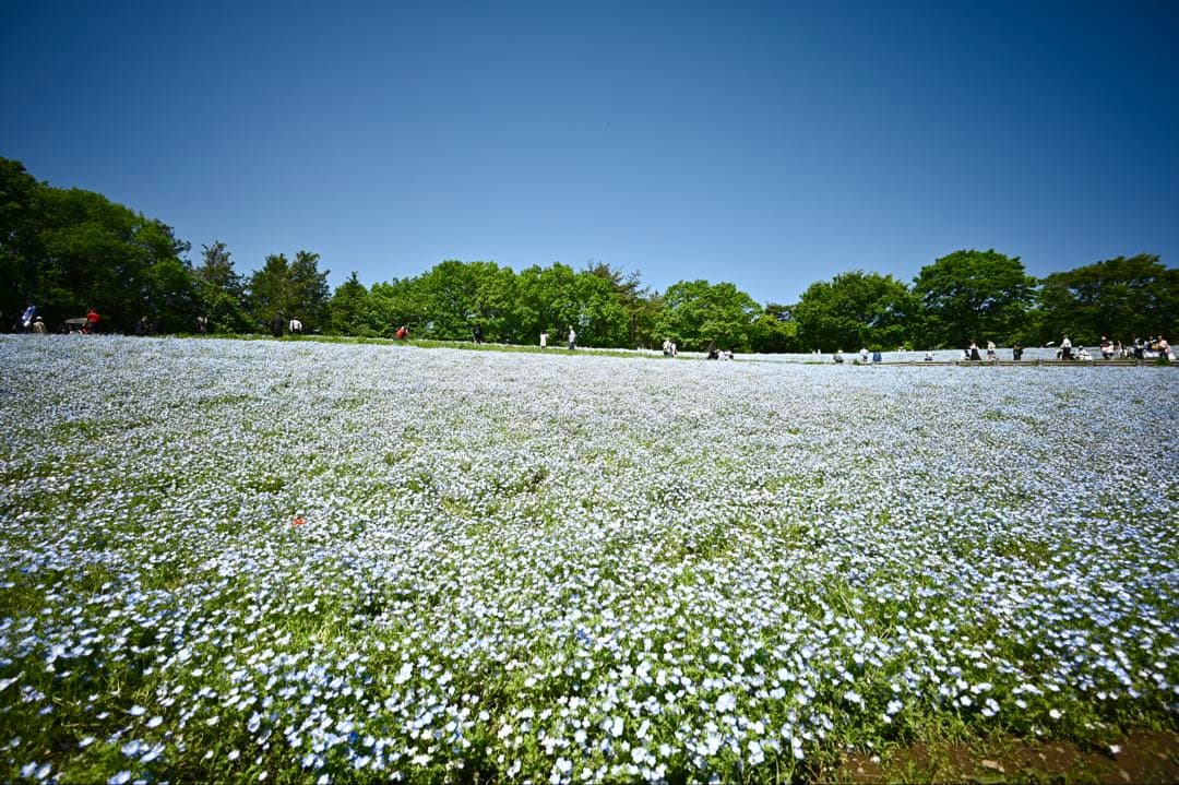 値下げ❗️フォクトレンダーSUPER WIDE-HELIAR 15mm F4.5