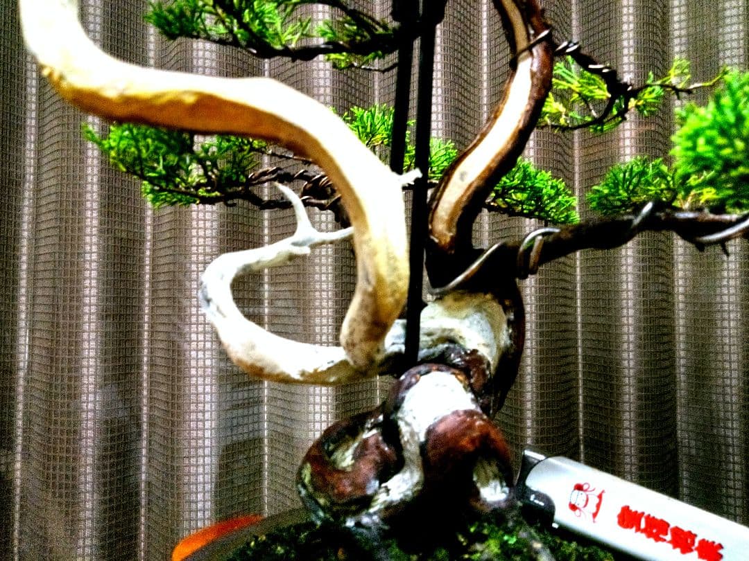 【中品　真柏盆栽】　　　　　　 ⭕足元注目お薦め品❗ ★あきちゃん様…専用★