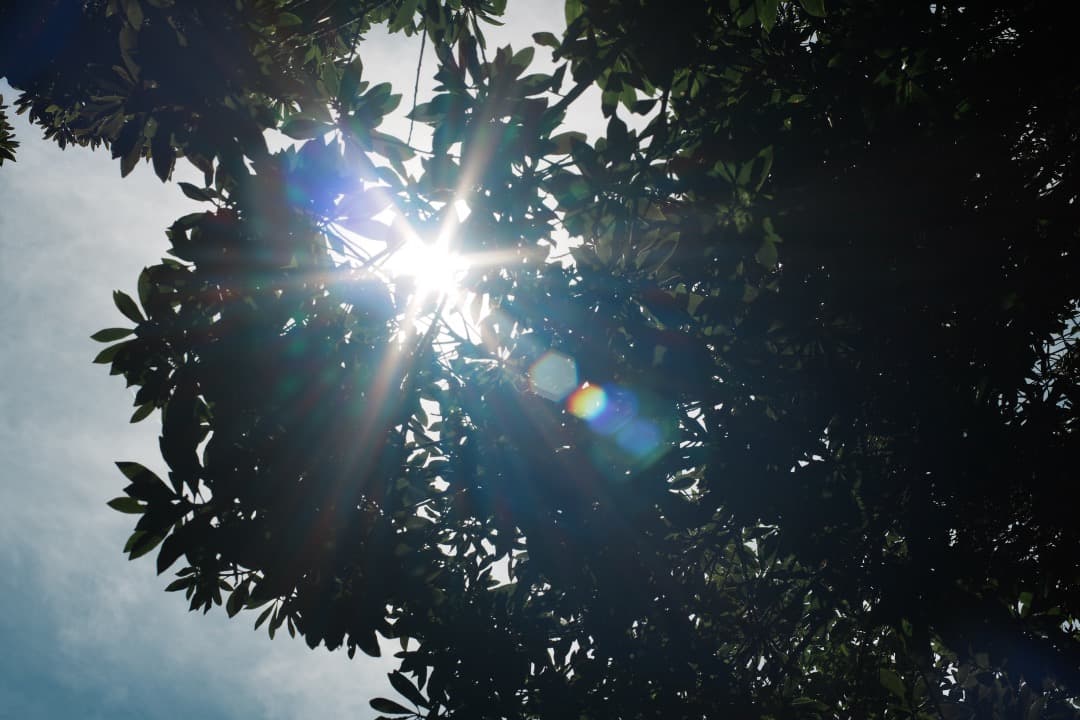 【極美品】Carl Zeiss Planar 50mm F1.4 MMJ 261