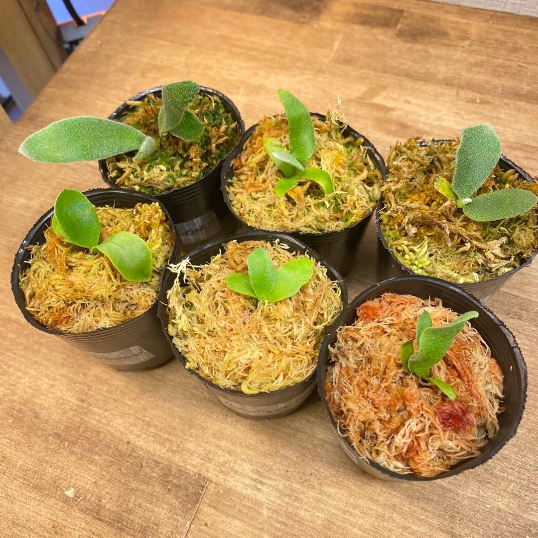 Connect/Link様リクエスト　ビカクシダ胞子培養子株お得6種＋8種