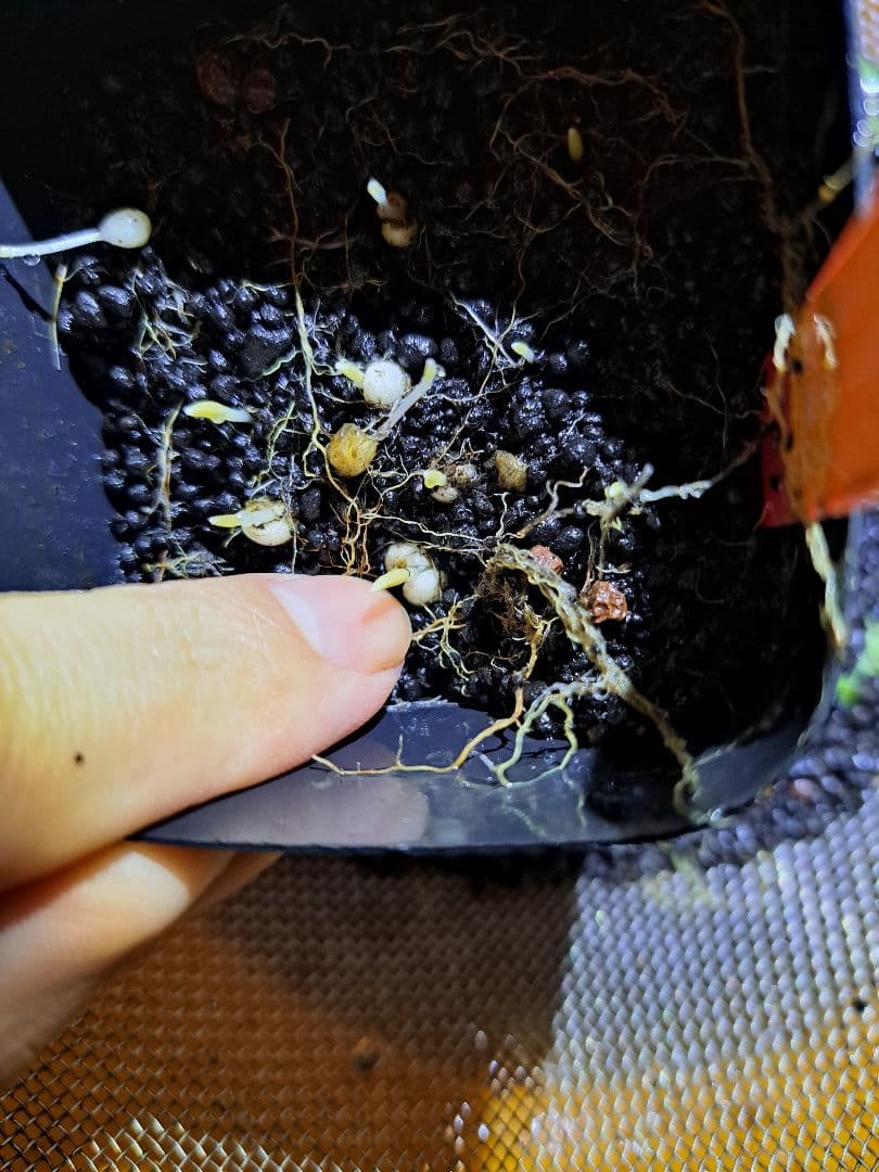 山野草　ユリ　コバイモ　カイコバイモ　山梨県産　実生　1球