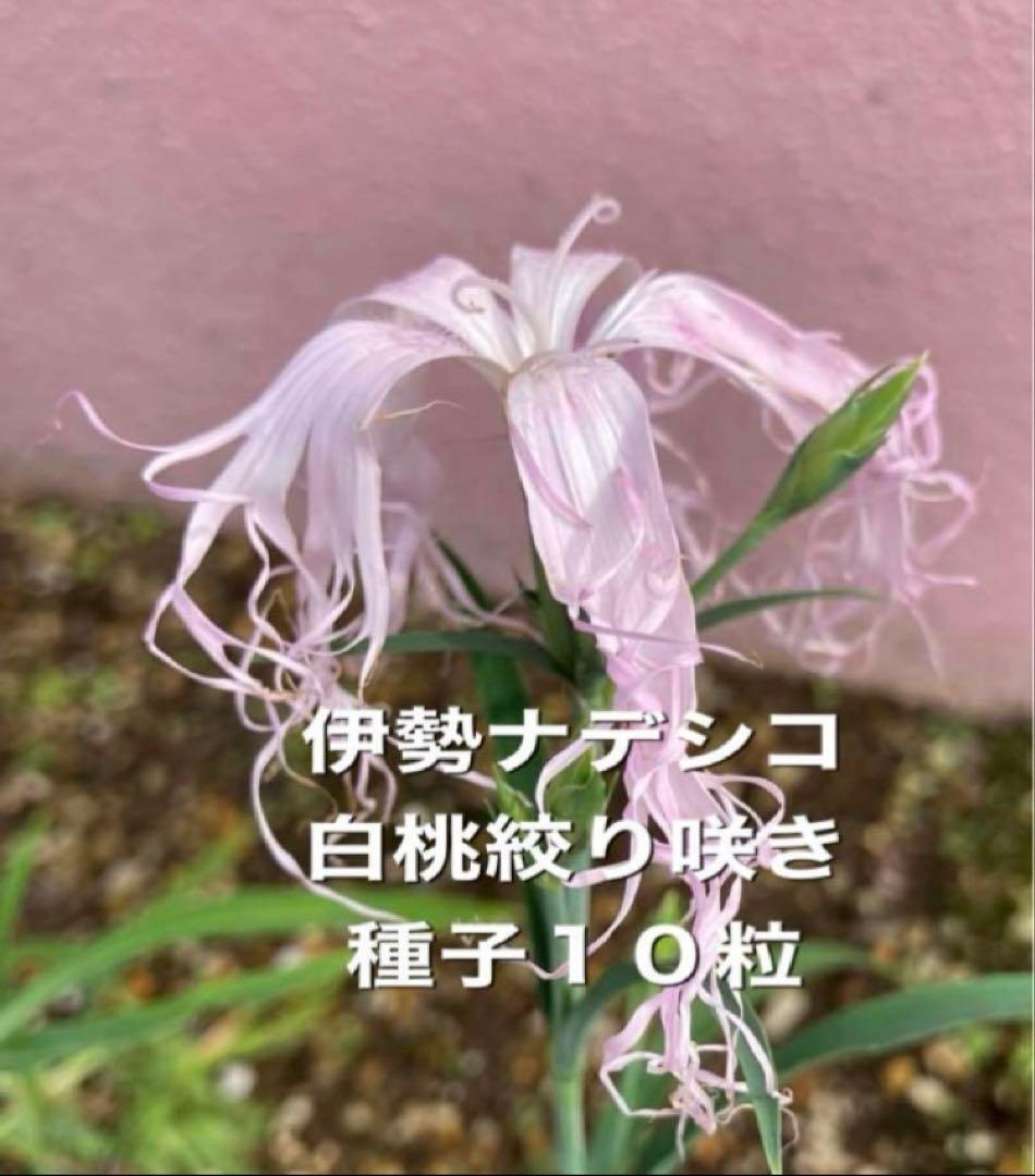 ミカミカ様 リクエスト 5点 まとめ商品