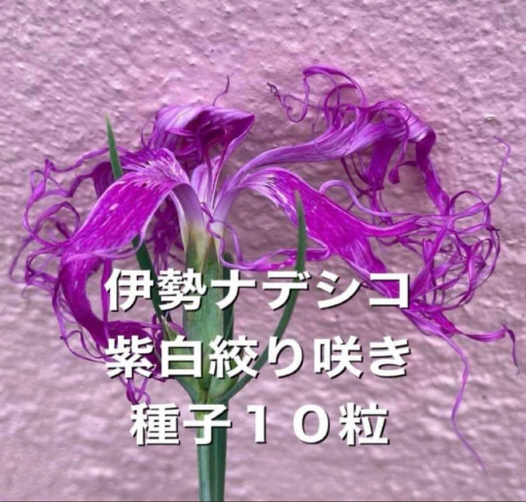 ミカミカ様 リクエスト 5点 まとめ商品