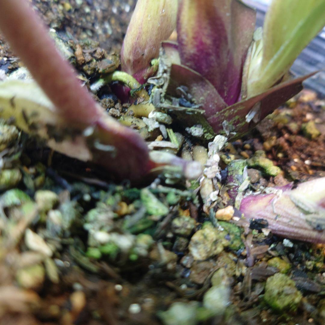 N*H様 ☀️ クリスマスローズ開花株☀️ 6号スリットポット植え ☀