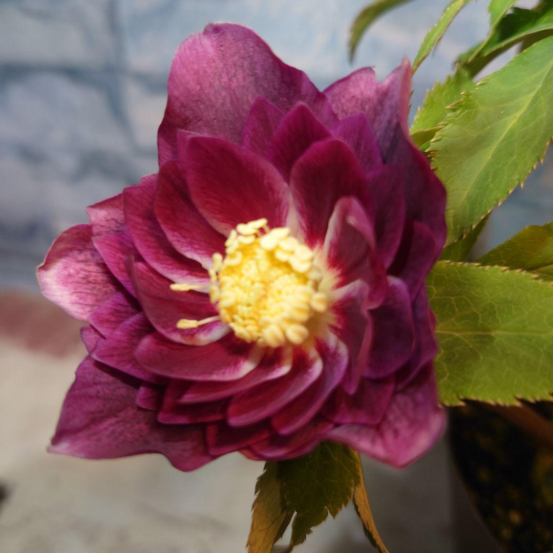 N*H様 ☀️ クリスマスローズ開花株☀️ 6号スリットポット植え ☀