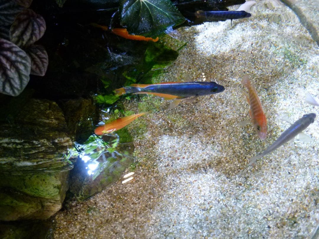 【作例あり】Panasonic LUMIX DMC-FX700 ピンクゴールド