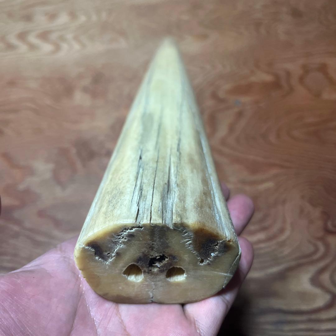 シロカワカジキ 角 特大 激レア！