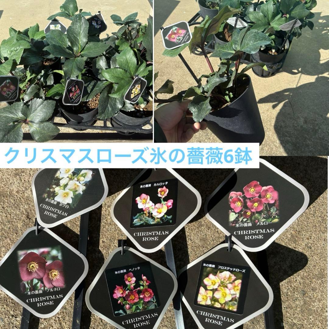 リピ割　専用！クリスマスローズ氷の薔薇シリーズ6鉢　蕾なし