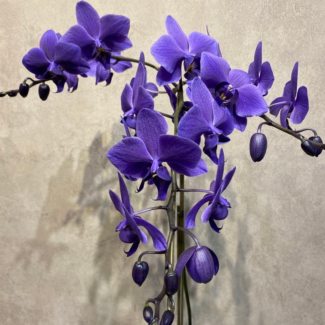 現品です❗️入荷少なめです❗️超希少❗️胡蝶蘭❤️ブルージーン　1本立