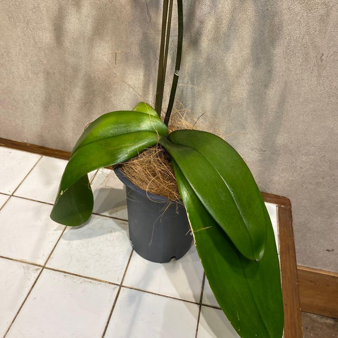 現品です❗️入荷少なめです❗️超希少❗️胡蝶蘭❤️ブルージーン　1本立