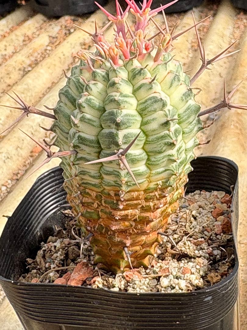 ユーフォルビア　群星冠錦　子株付き