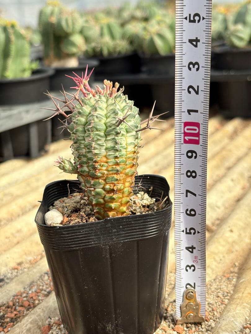 ユーフォルビア　群星冠錦　子株付き