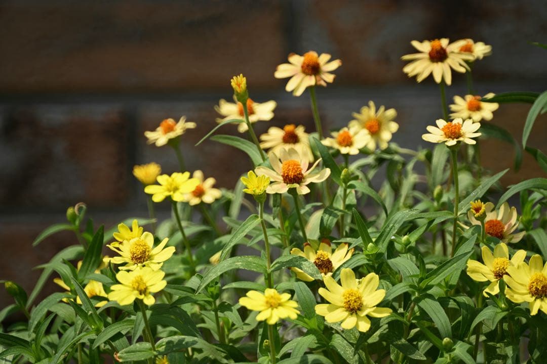 Tokina SZ 500mm F8 Reflex Nikonマウント