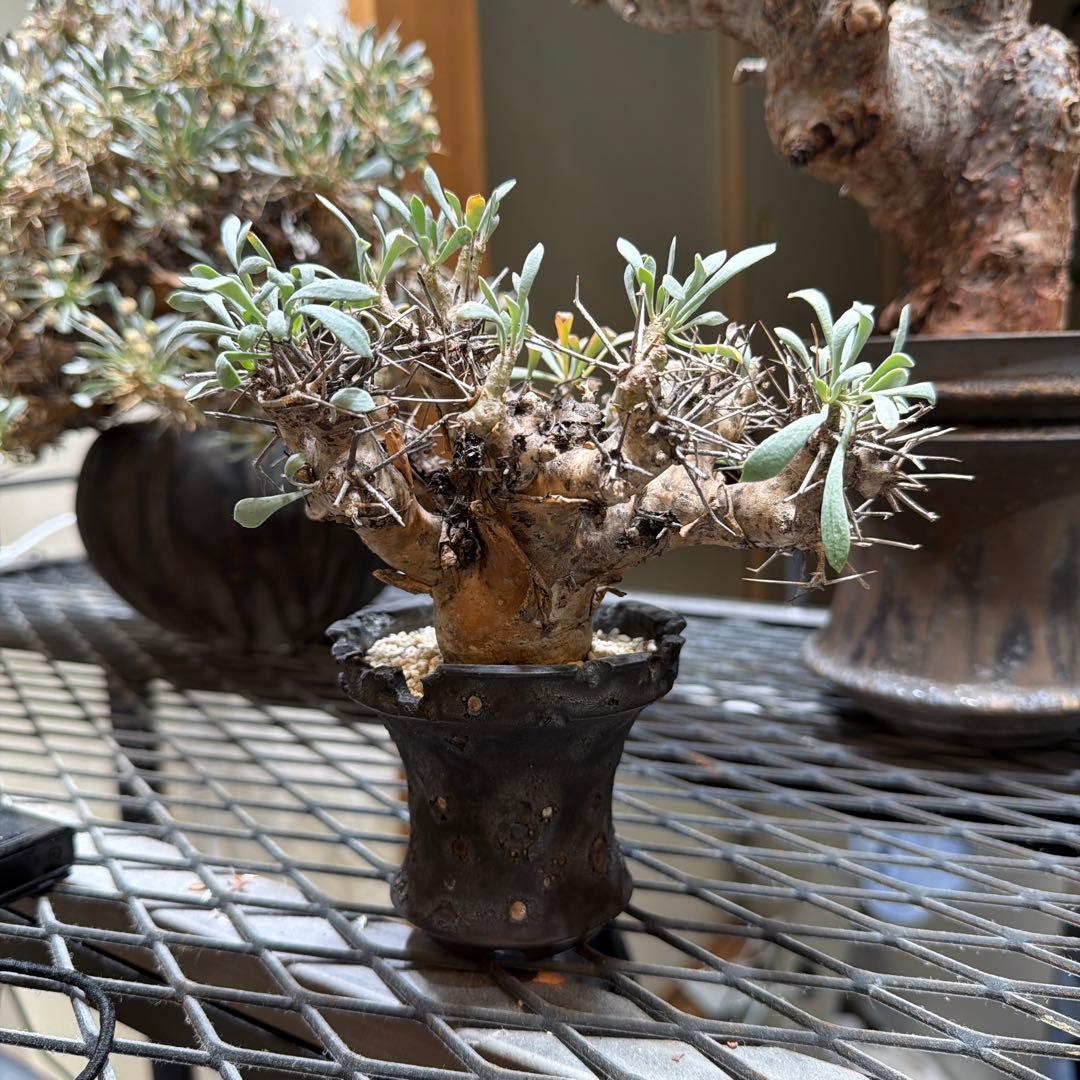 ユーフォルビオイデス　raw life factory お山の大将