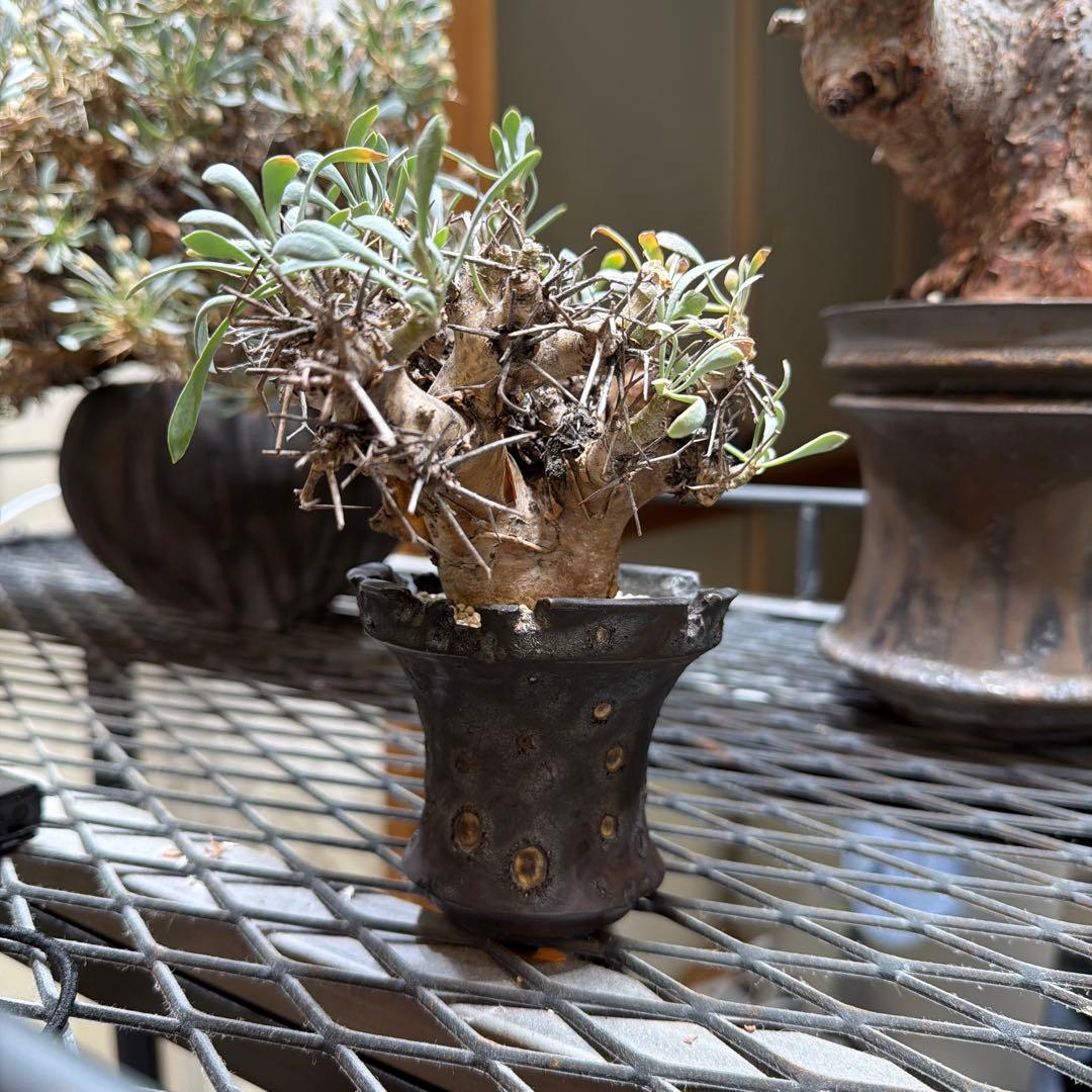 ユーフォルビオイデス　raw life factory お山の大将