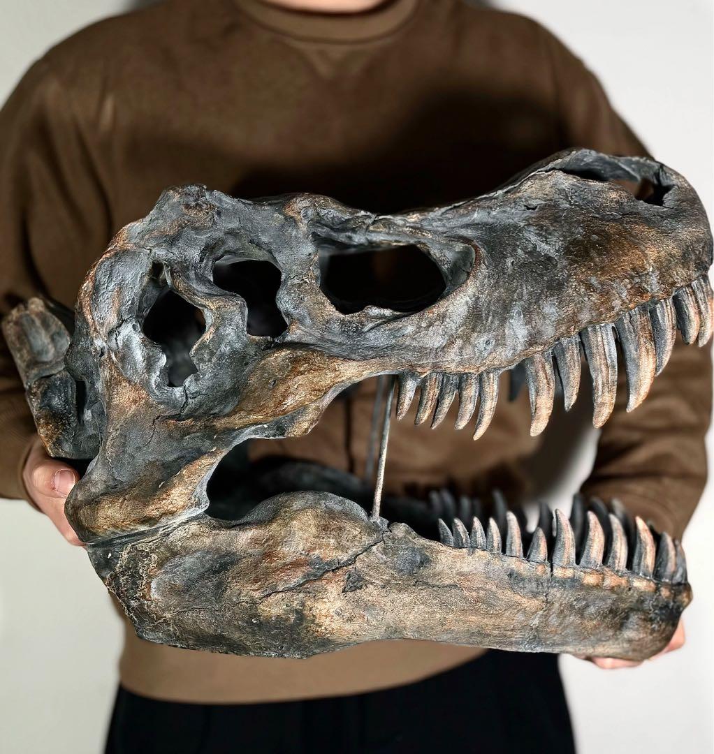 ティラノサウルス 頭部 化石　模型