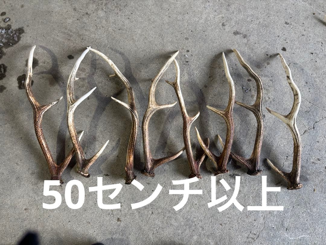 有害駆除対象鳥獣　エゾ鹿の角 複数セット