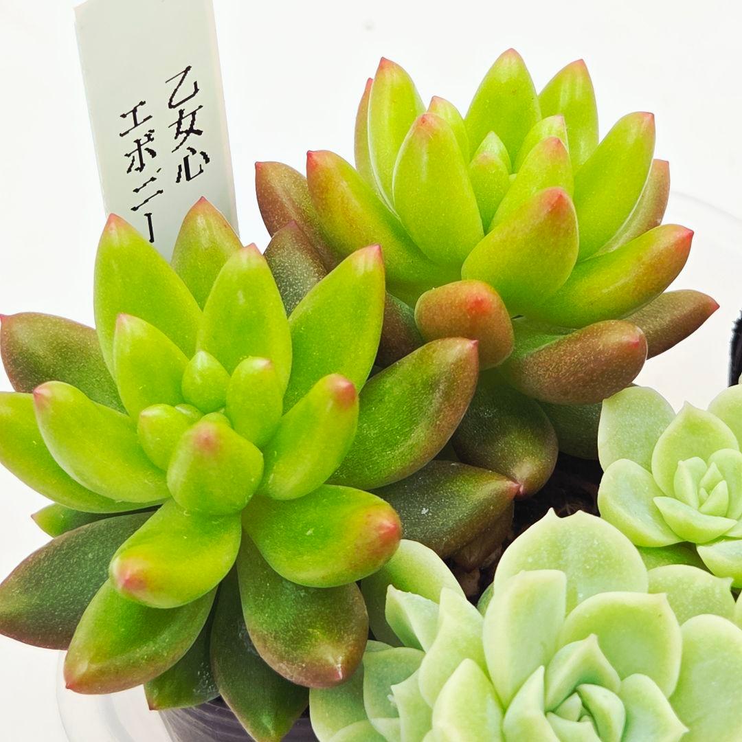 シナモン＠様 全10苗 ネコポス送料込