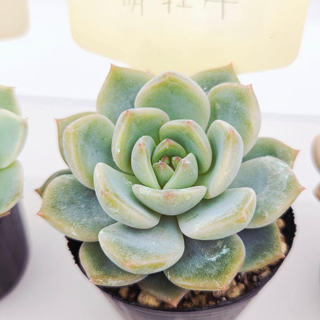 シナモン＠様 全10苗 ネコポス送料込