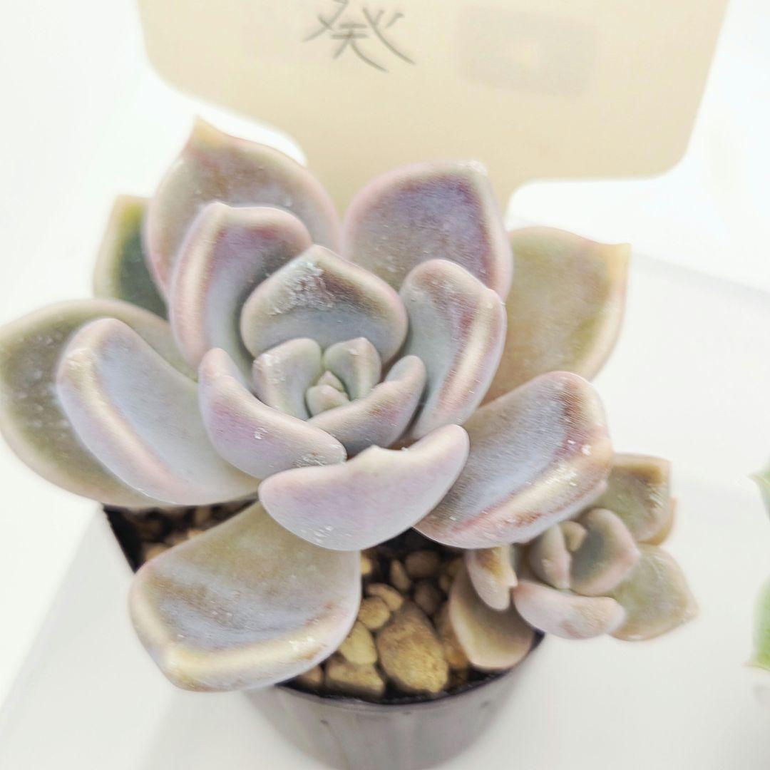 シナモン＠様 全10苗 ネコポス送料込