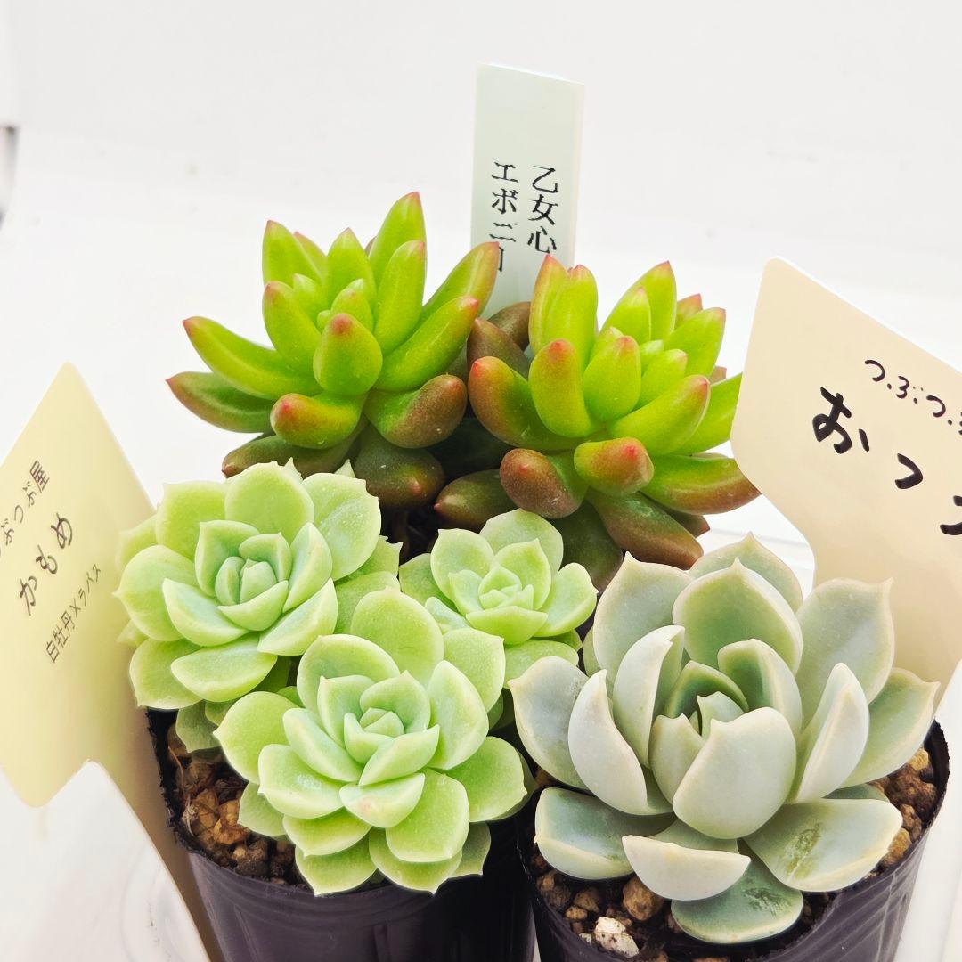 シナモン＠様 全10苗 ネコポス送料込