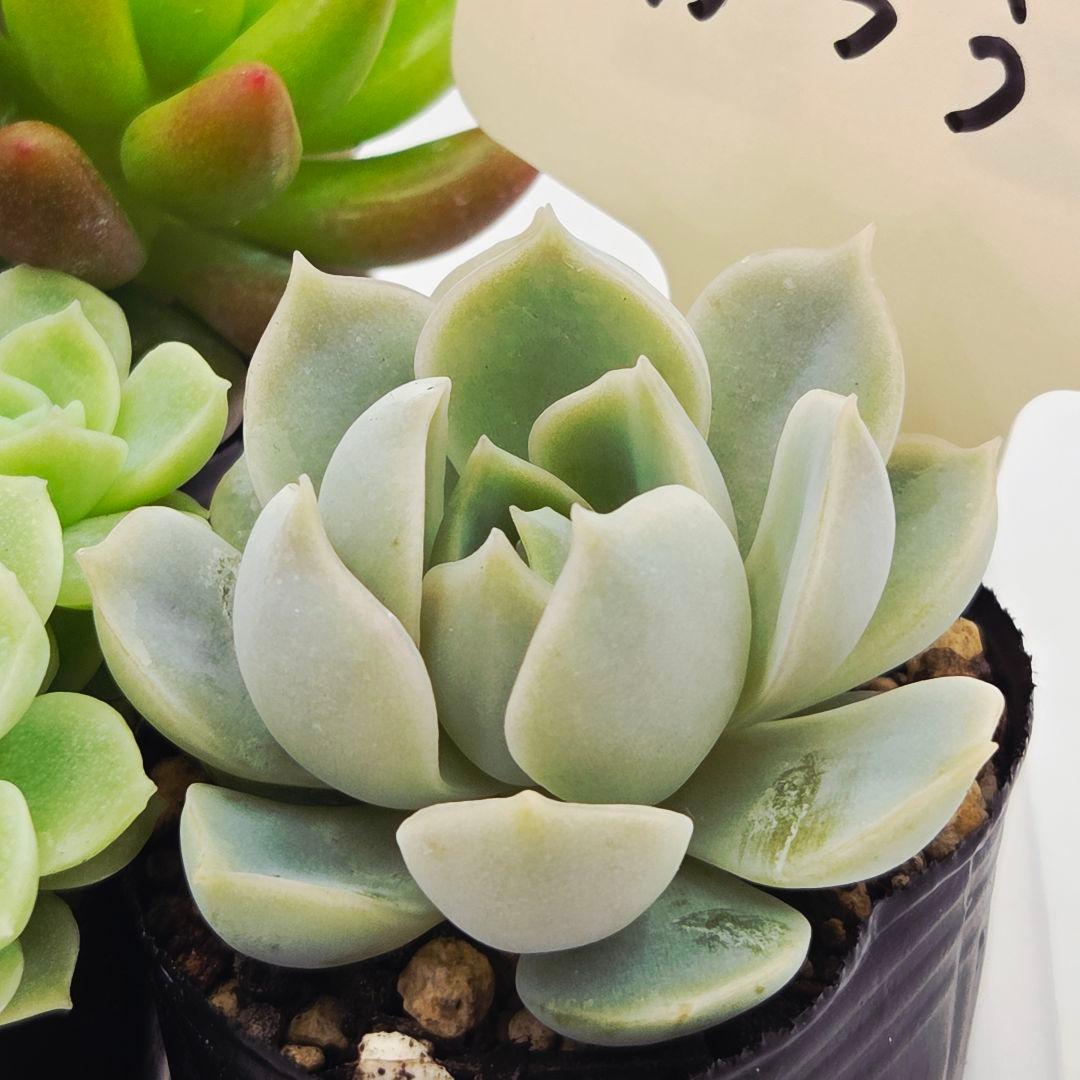 シナモン＠様 全10苗 ネコポス送料込