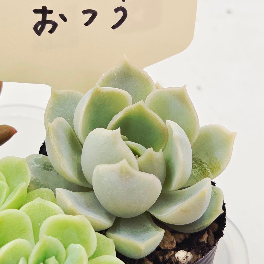 シナモン＠様 全10苗 ネコポス送料込