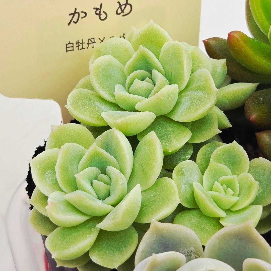 シナモン＠様 全10苗 ネコポス送料込