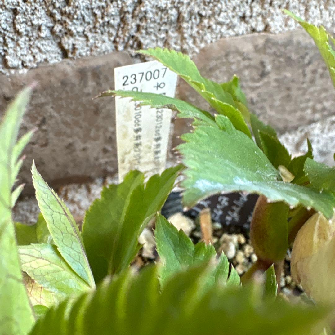 せ*ん様 クリスマスローズ・プリマヴェーラ