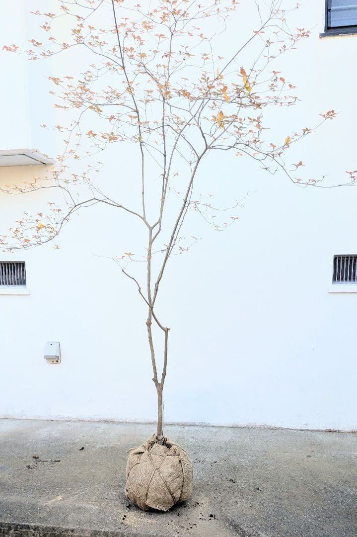 鮮美透涼。山採りドウダンツツジ。