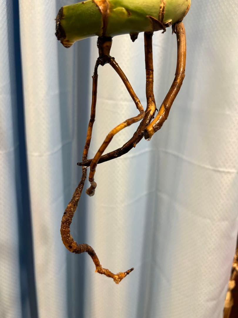 モンステラ　Macrocosm（マクロコズム）極美葉　発根済みカット苗2ノード