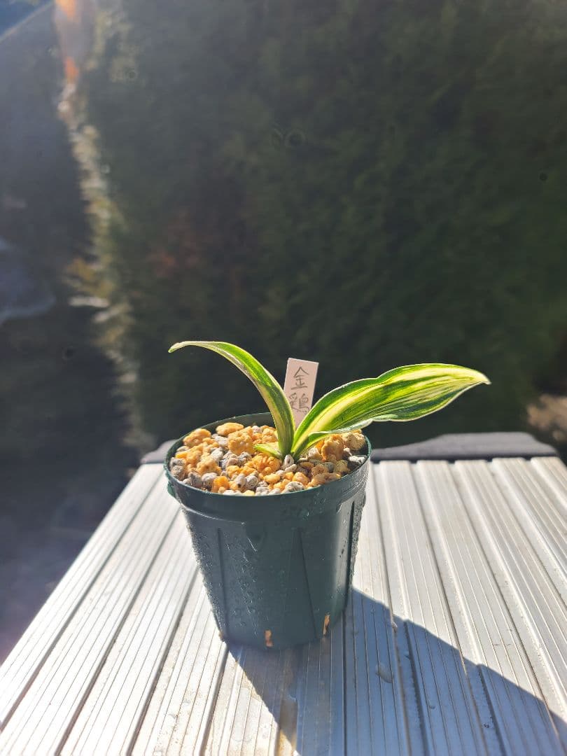 Mliさん専用　金鶏、玉獅子セット