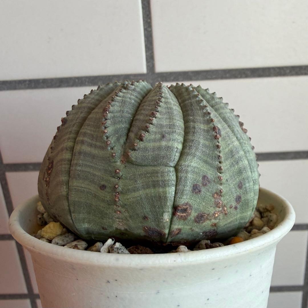 Q*P様 ユーフォルビア オベサ 実生モンスト 綴化