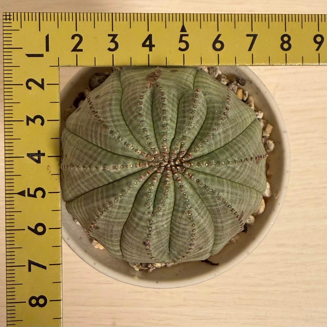 Q*P様 ユーフォルビア オベサ 実生モンスト 綴化