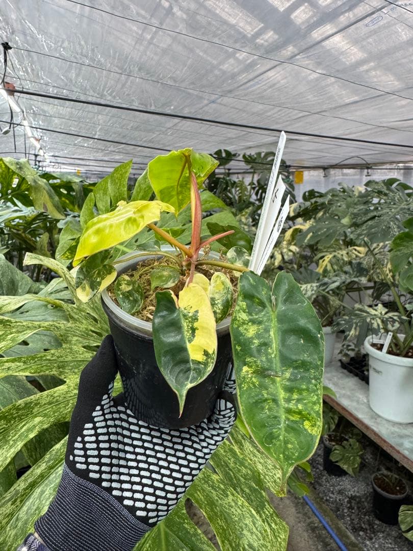 5フィロデンドロン　ビレッティア　斑入り