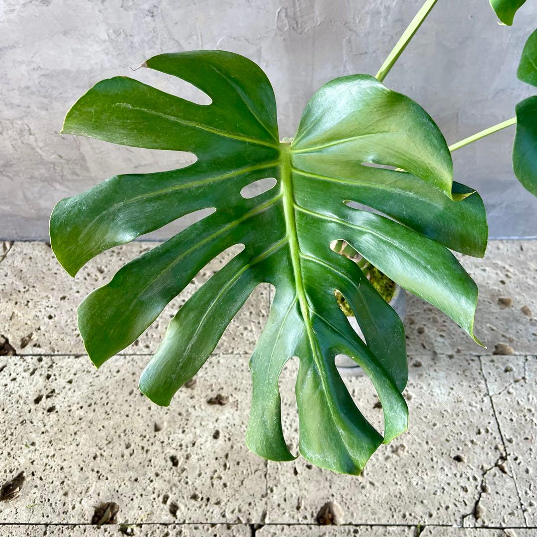 根上がり　モンステラ　天然苔仕立て　陶器鉢　植え込み発送