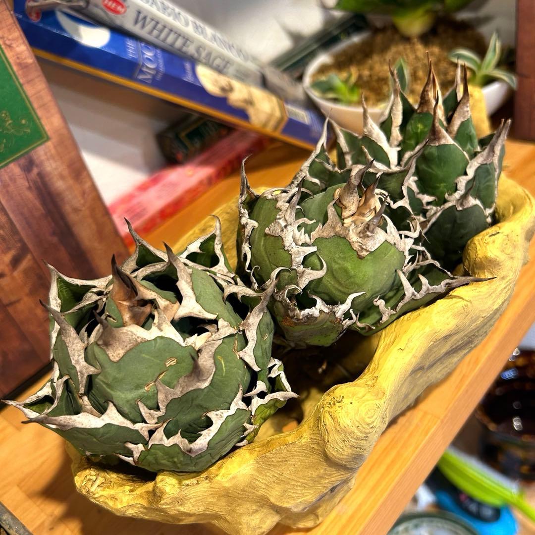 アガベ　海王［烈海王］×superシーザー×姫厳竜　S株特価　ボールタイプ　特価