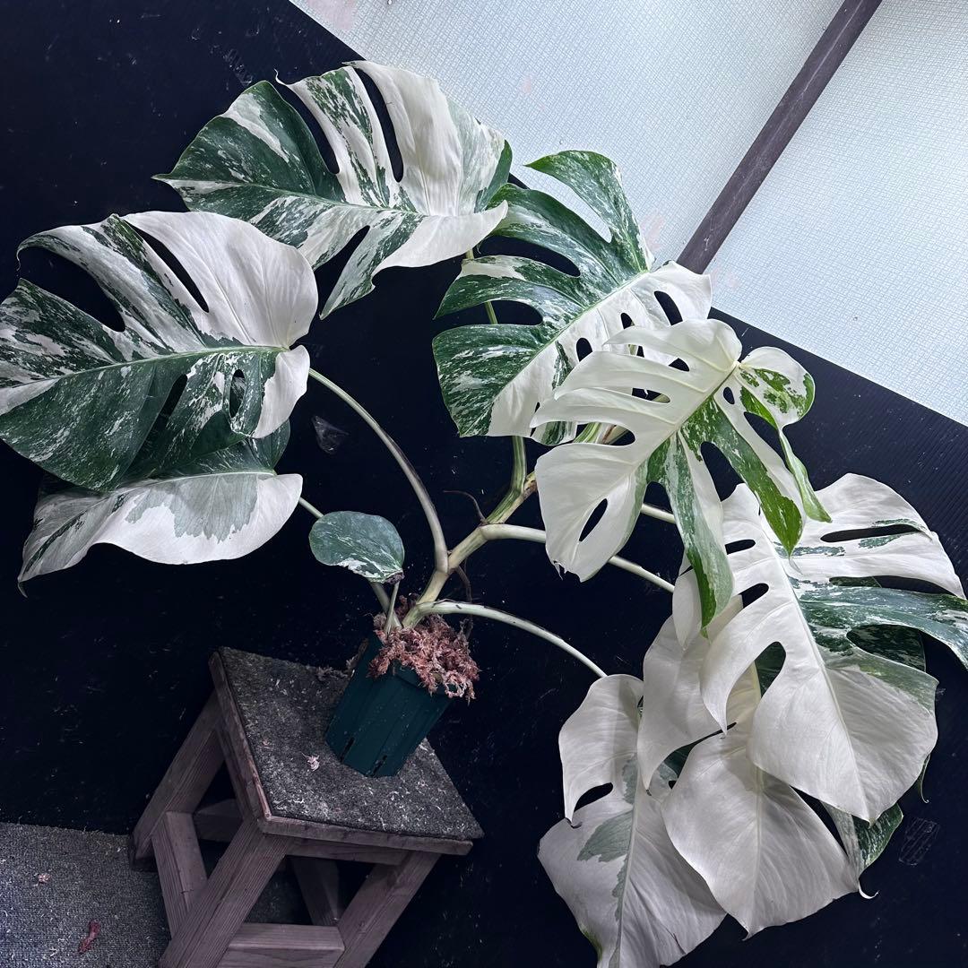 ま*さ様 斑入りモンステラ ホワイトタイガー極美大株62cm白斑多